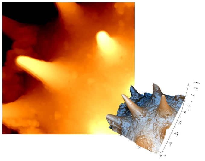 Sunflower_pollen.JPG