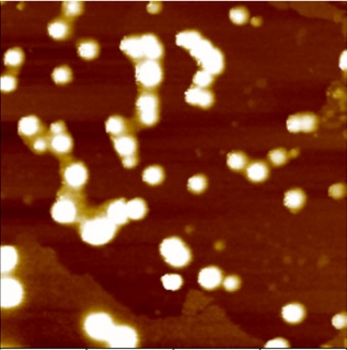 Amyloid beta oligomer