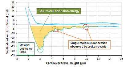 live-cell-to-cell-adhesion-force