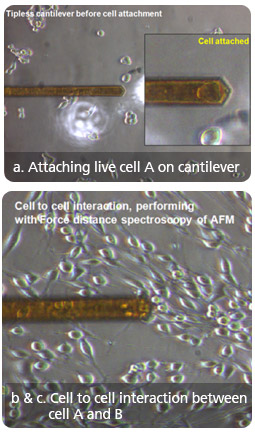steps-for-cell-to-cell-interactive-adhesion-force-detection-2